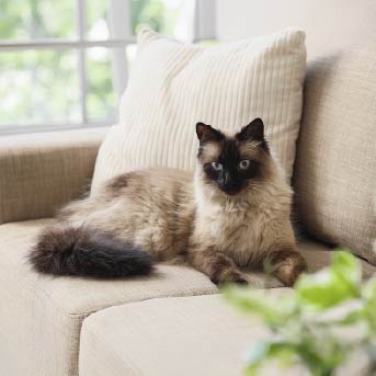 gato-acostado-en-mueble.jpg