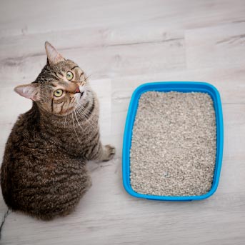 gato-al-lado-de-un-arenero.jpg