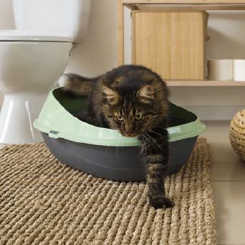 gato-arenero.jpg