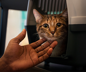 qué hacer con mi gato durante un terremoto
