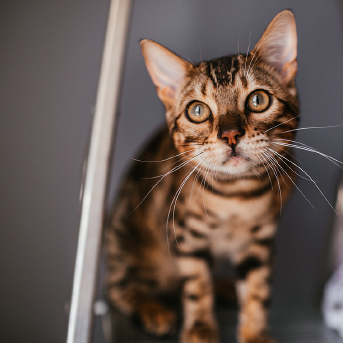 gato-asustado.jpg