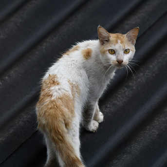 gato-bajo-de-peso.jpg