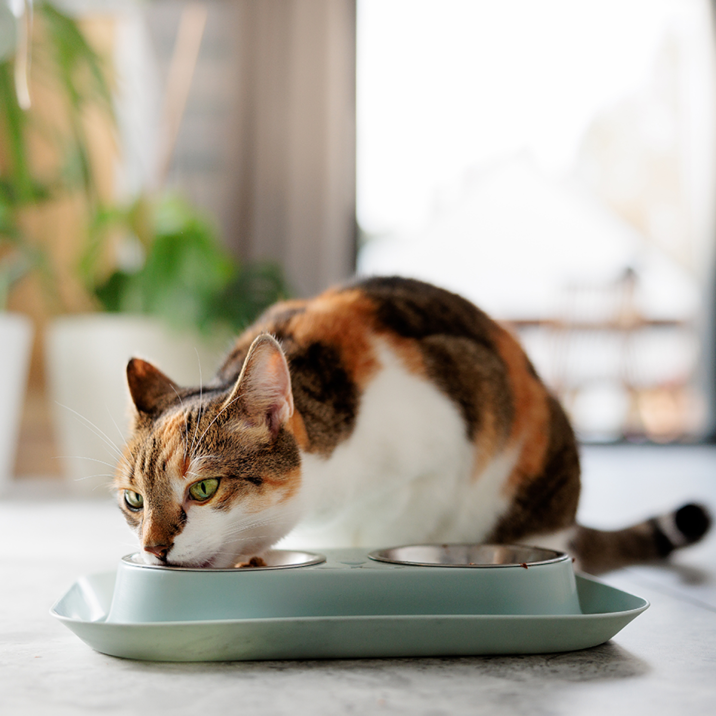 gato-carey-comiendo.jpg