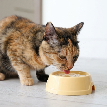 gato-carey-tomando-agua-2.jpg