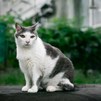 gato-color-blanco-con-gris-sentado.jpg