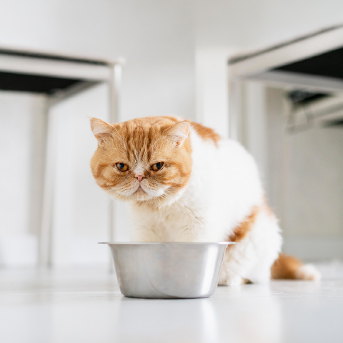 gato-color-blancoynaranja-comiendo-4.jpg