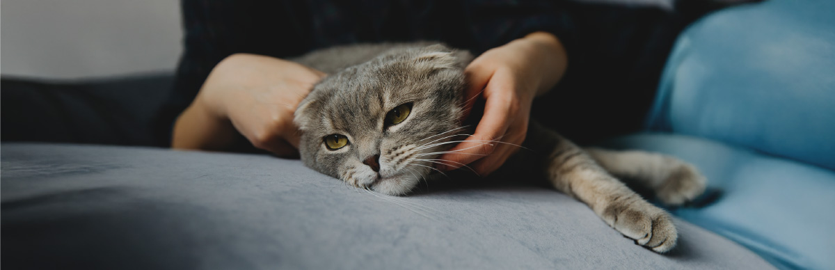 señales enfermedad gato