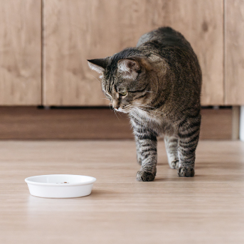 gato-color-gris-viendo-su-plato-1.jpg