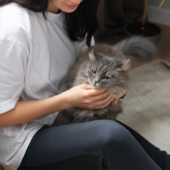 gato-color-gris.jpg
