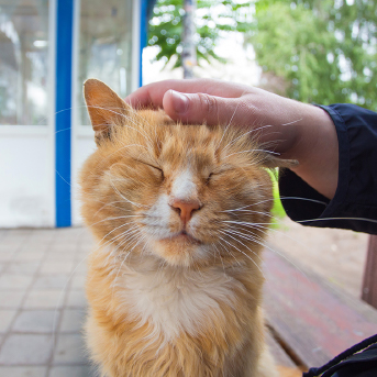 gato-color-naranja-1.jpg