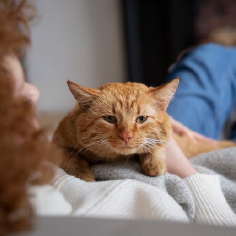 gato-color-naranja-veterinario.jpg