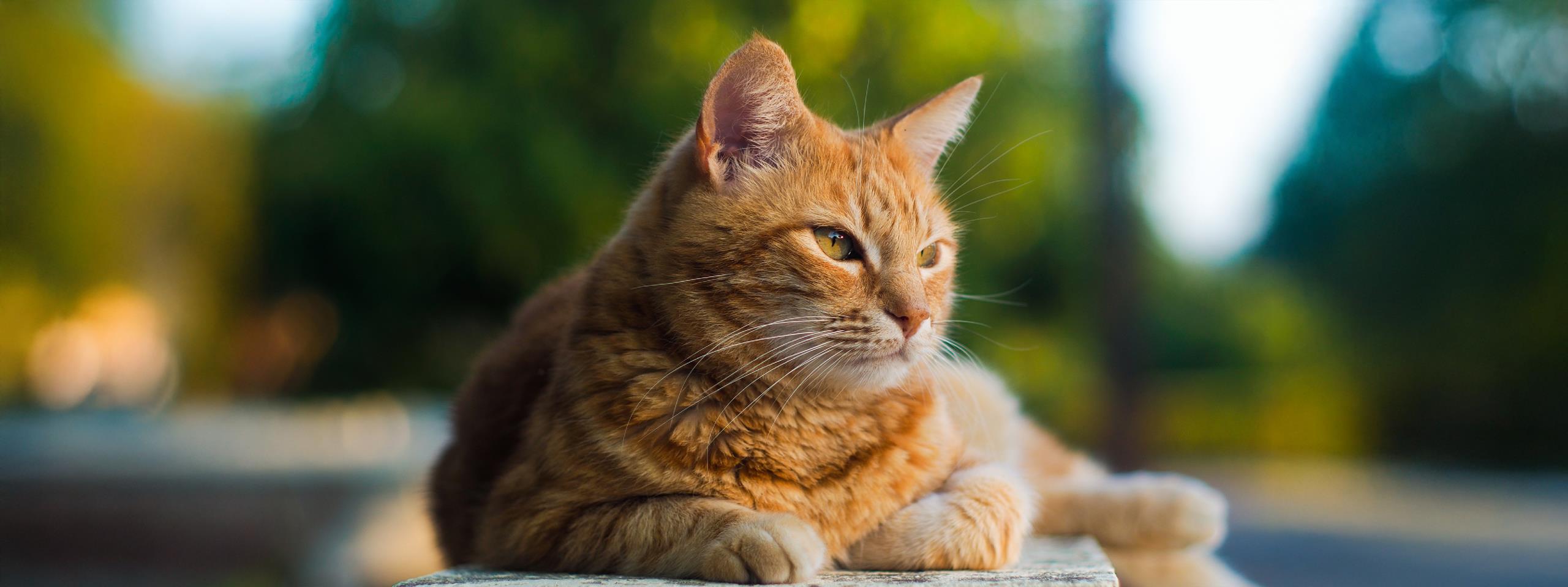  consejos para adoptar un gato adulto