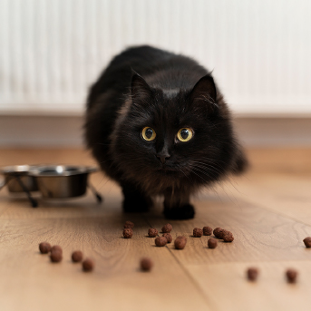 gato-color-negro.jpg