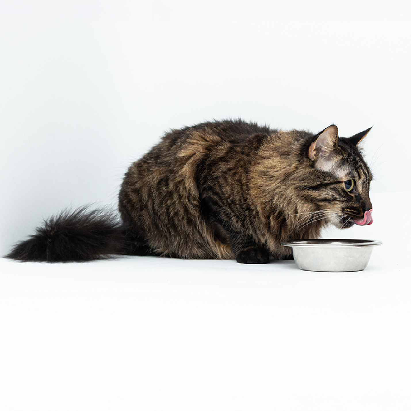 gato-comiendo-3.jpg