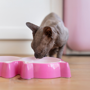 gato-comiendo-alimento-de-su-recipiente.jpg
