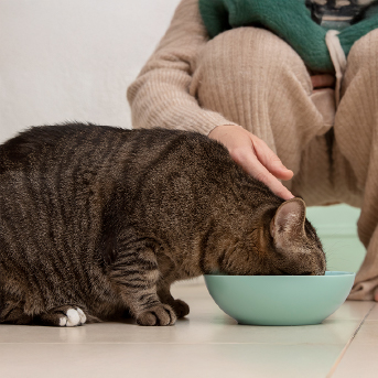 gato-comiendo-concentrado-1.jpg