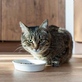 gato-comiendo-concentrado-3.jpg