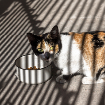 gato-comiendo-mirringo.jpg