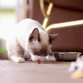 gato-comiendo.jpg