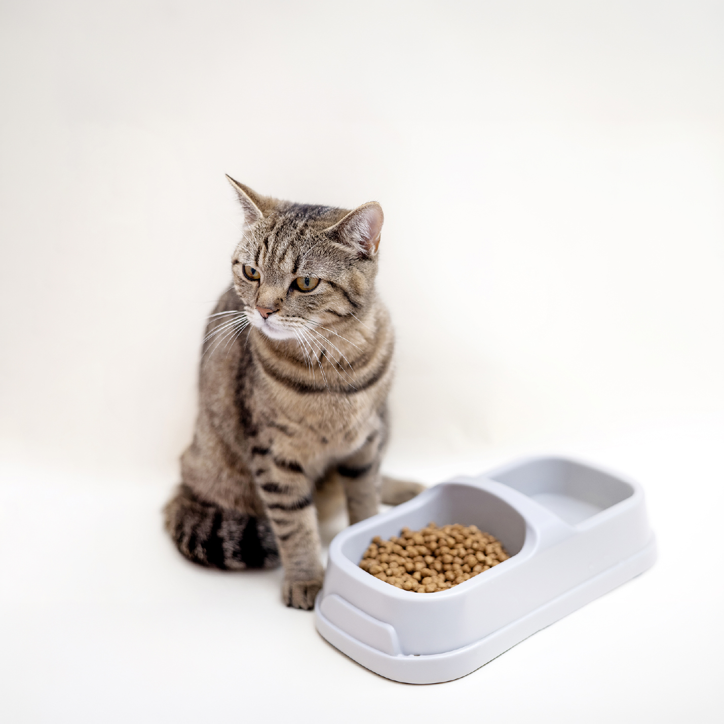 gato-con-coquita-de-alimento.jpg