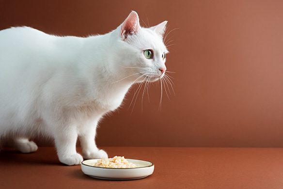 alimento para gatos Mirringo