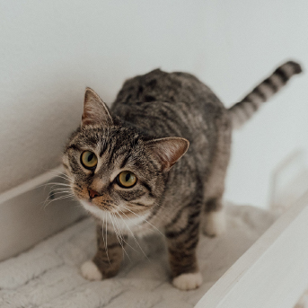 gato-crillo.jpg