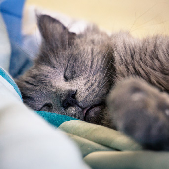 gato-criollo-durmiendo.jpg