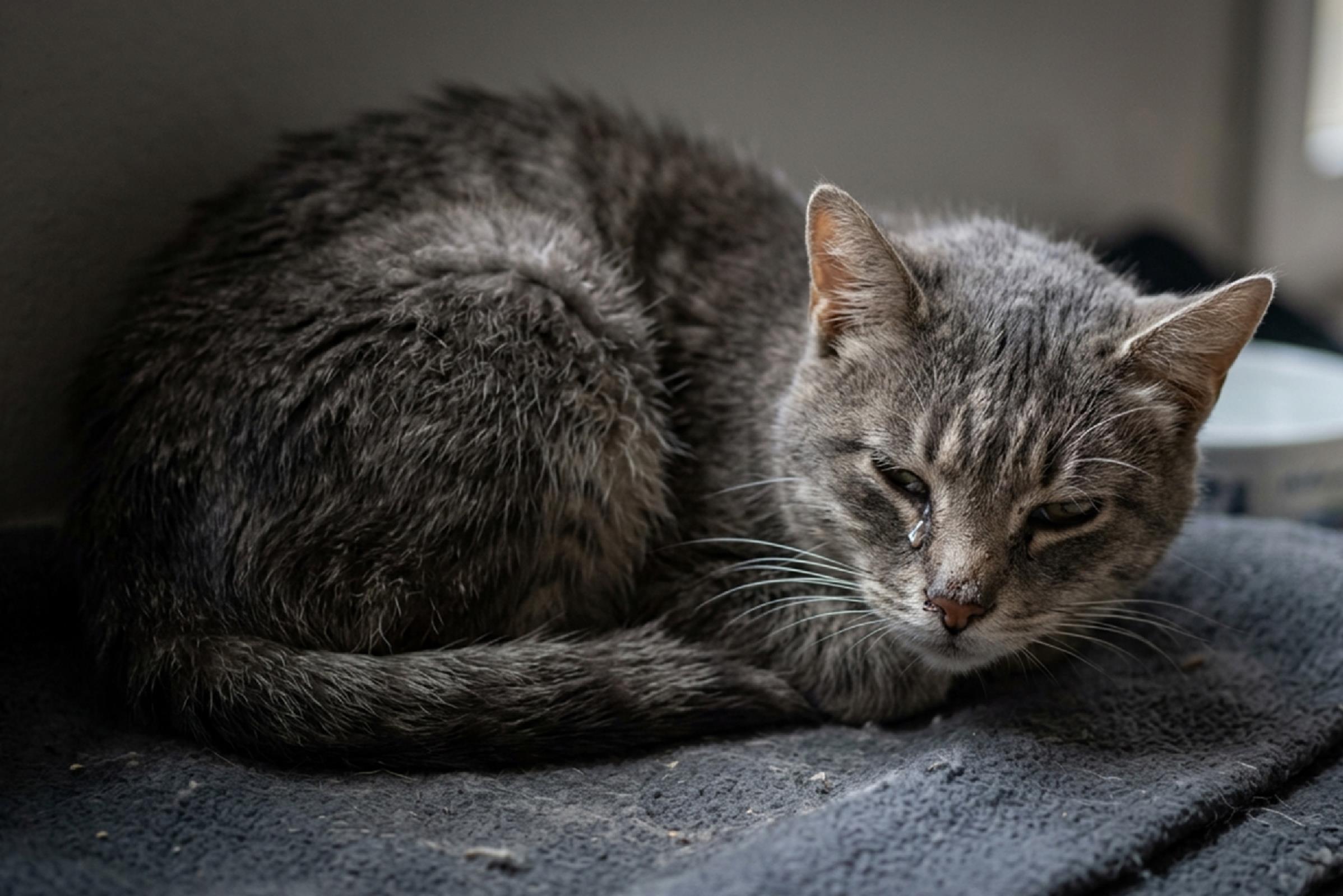 cuándo llevar a mi gato al veterinario