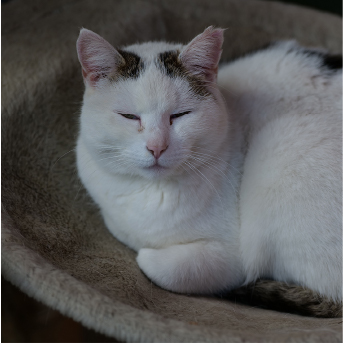 gato-durmiendo-1.jpg