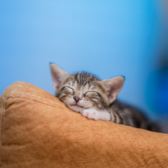 gato-durmiendo-2.jpg