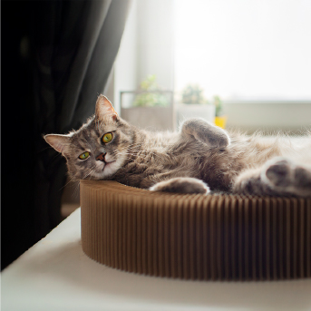 gato-durmiendo-en-cama.jpg