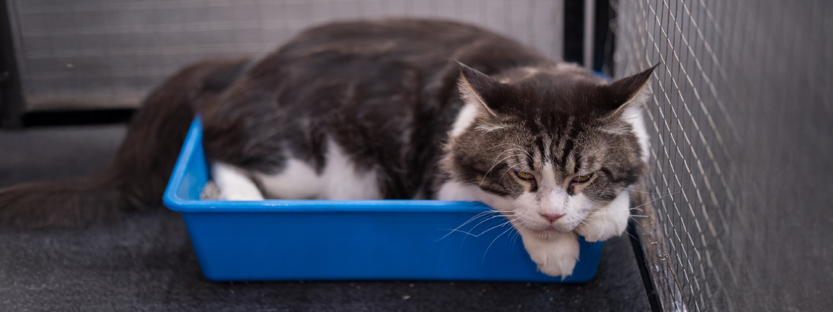 Qué dice el color de las heces de tu gato