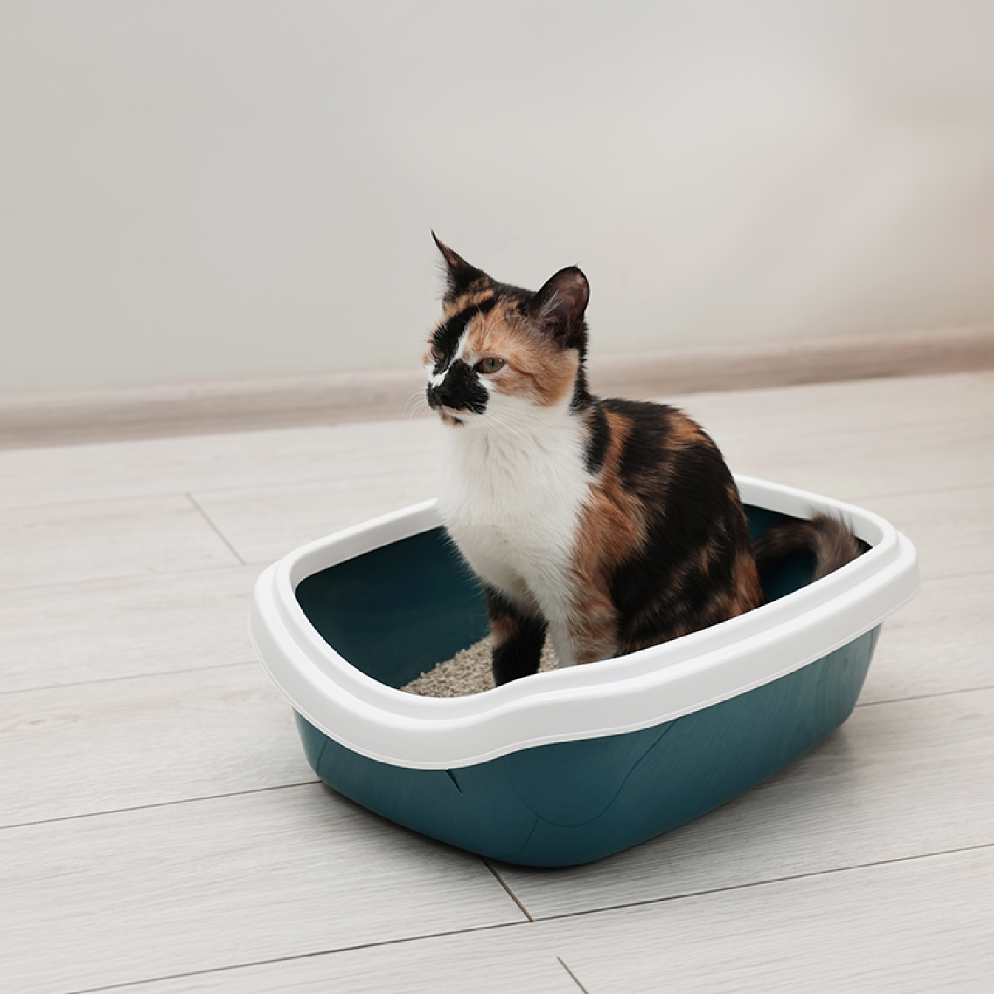 gato-en-arenero-1.jpg