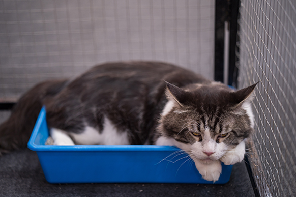 Qué dice el color de las heces de tu gato