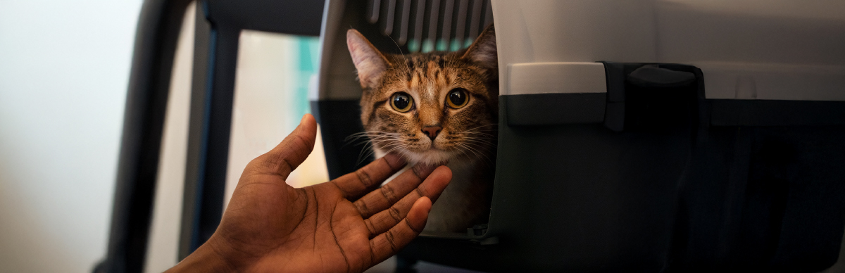 qué hacer con mi gato durante un terremoto