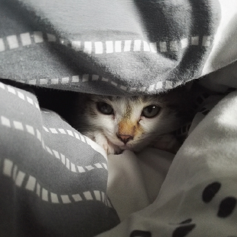 gato-en-sabanas.jpg