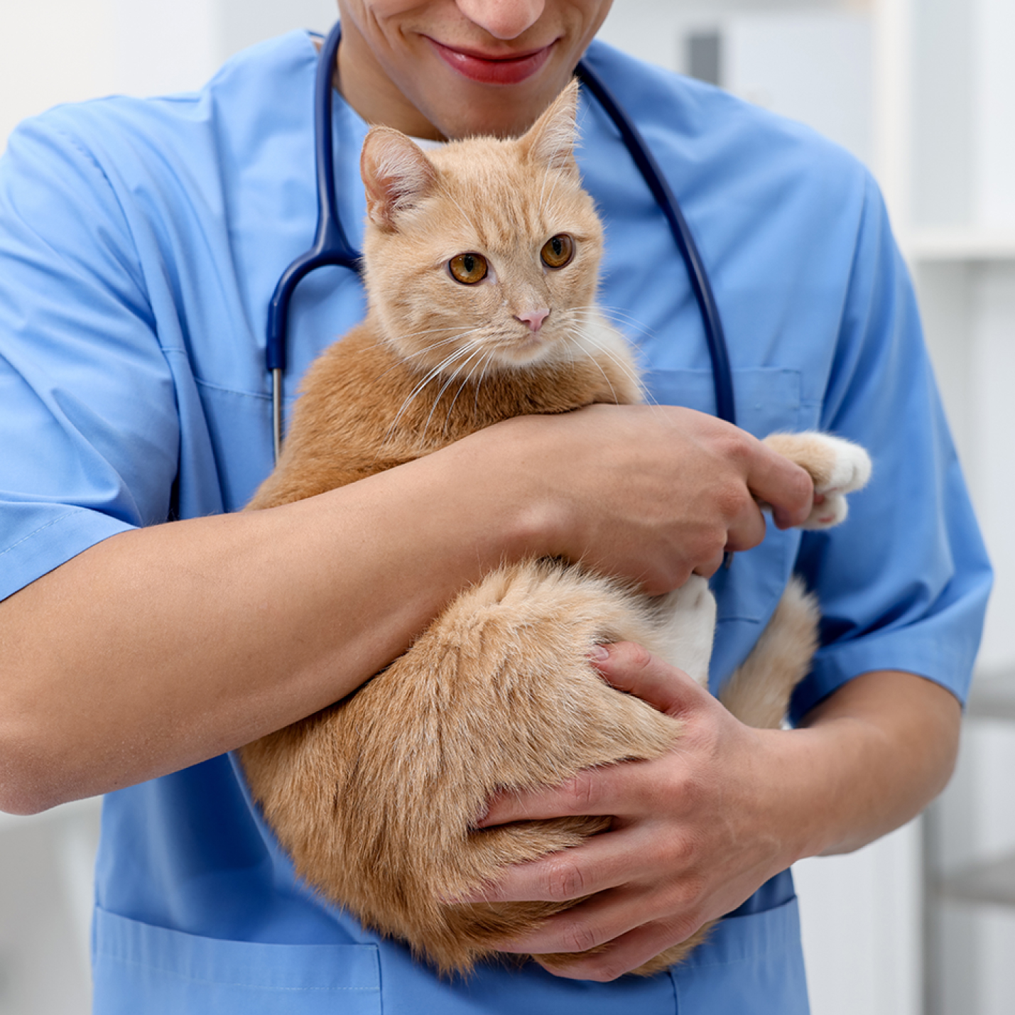 gato-en-veterinario-2.jpg