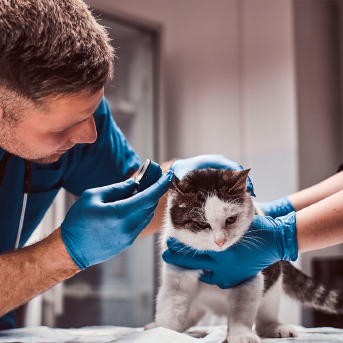 gato-en-veterinario.jpg