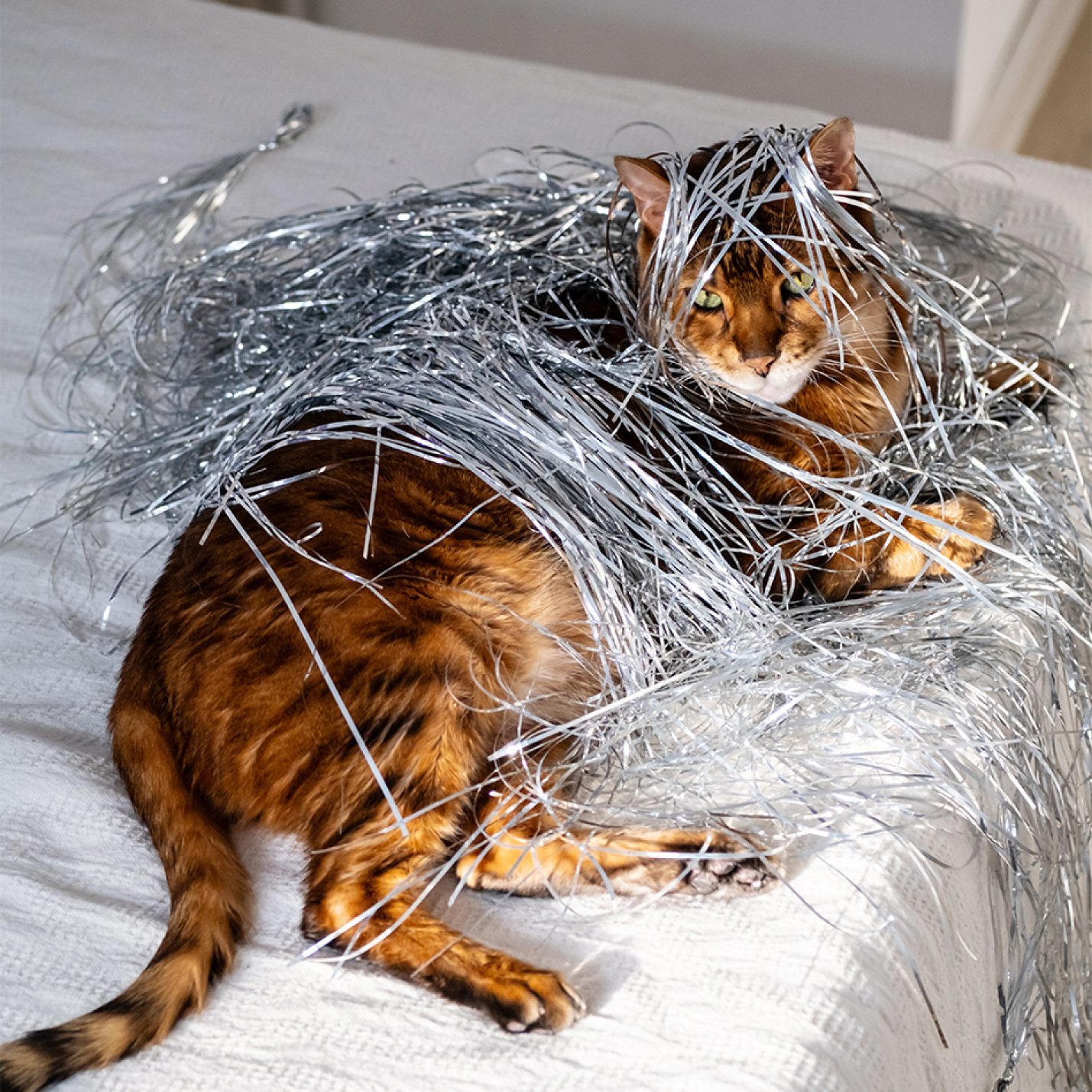 gato-enredado.jpg