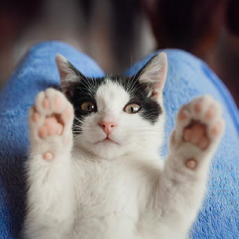 gato-estirando-las-patas.jpg