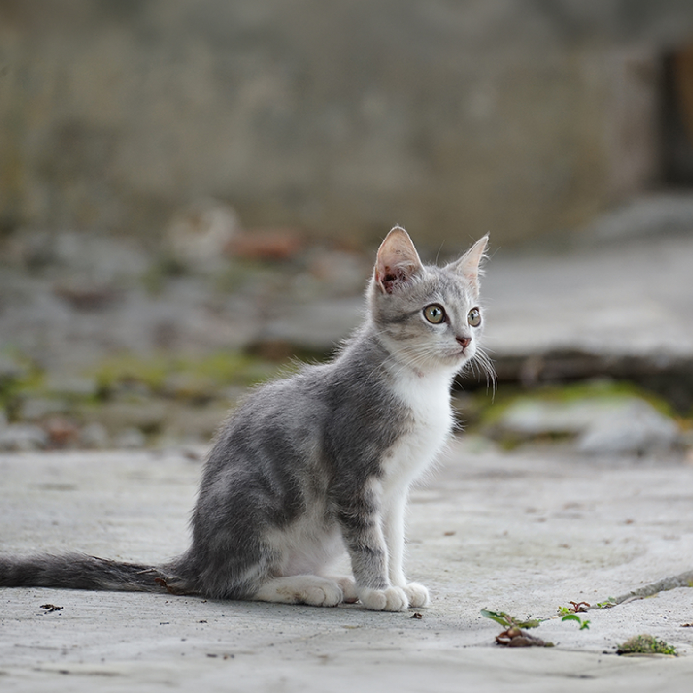 gato-gris-1.jpg
