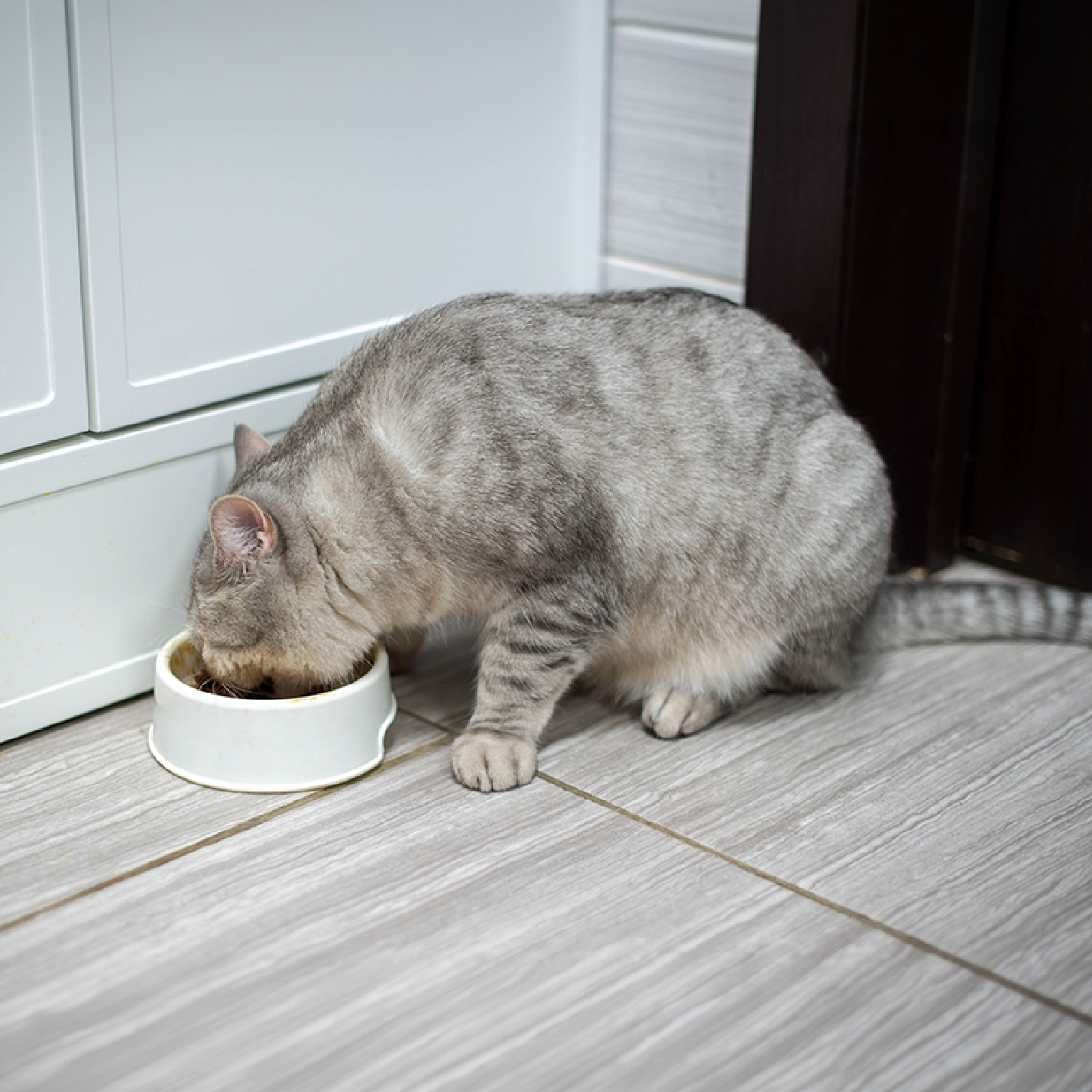 gato-gris-comiendo-1.jpg