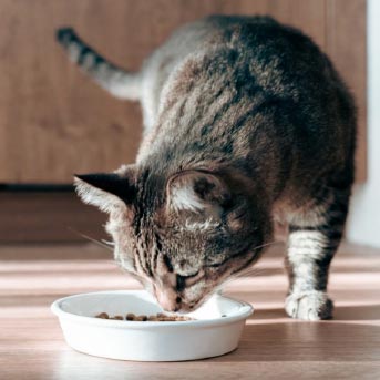 gato-gris-comiendo-2.jpg