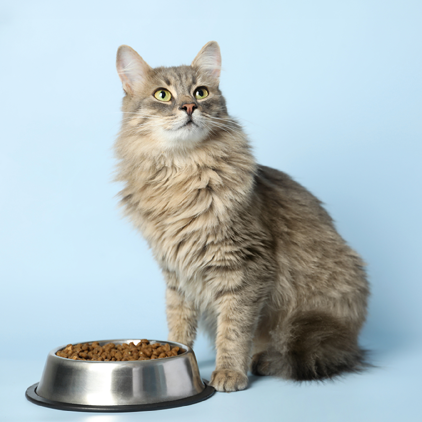 gato-gris-con-concentrado.jpg
