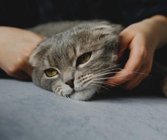 señales enfermedad gato