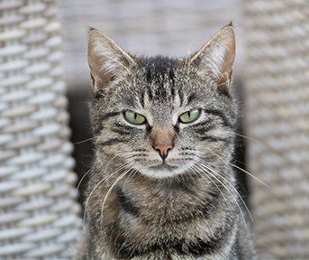 Conoce las principales señales de estrés en gatos