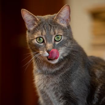 gato-gris-lamiendose.jpg