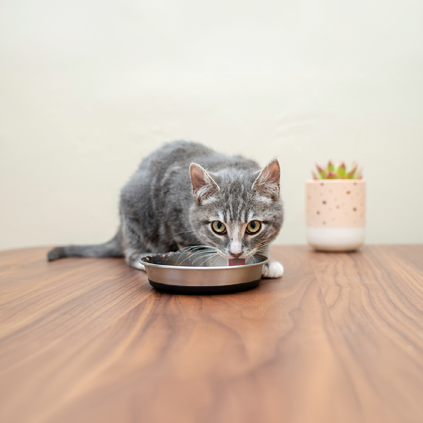 gato-gris-tomando-agua.jpg