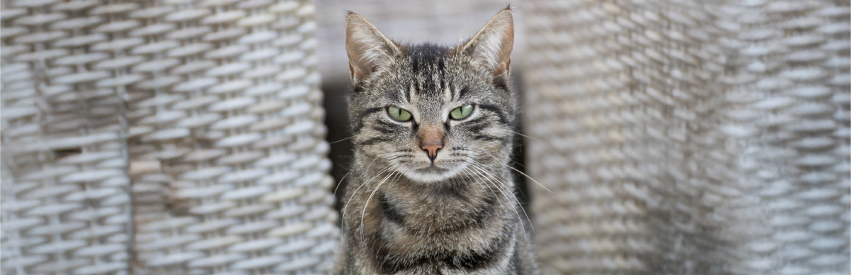 Conoce las principales señales de estrés en gatos