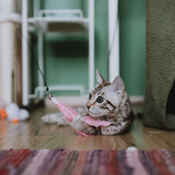 gato-jugando-1.jpg